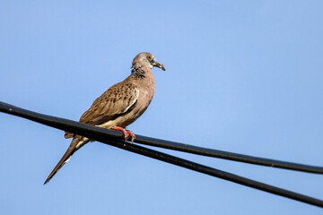 The city Pigeon bird on black power line on blue sky background