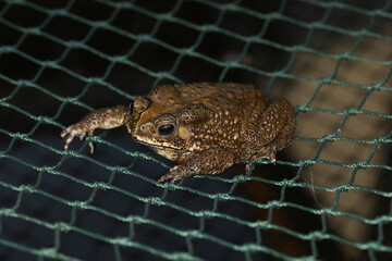 Close up toad on green net
