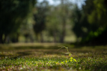 Sapling A young tree growing in the middle of a lawn. Concept, growth, development.