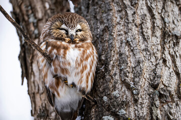 Northern Saw-whet Owl perched and resting during a winter morning.