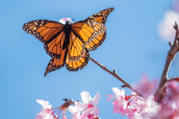 Monarch Butterfly - Auckland, New Zealand 