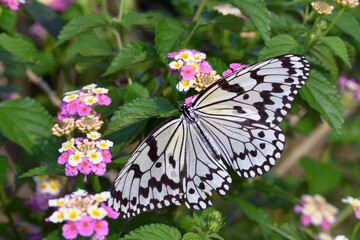 吸蜜するオオゴマダラ（沖縄県・石垣島）
