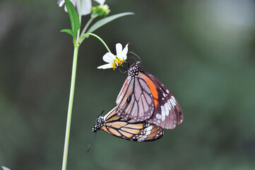 スジグロカバマダラの交尾（沖縄県・石垣島）
