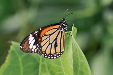 スジグロカバマダラの雄（沖縄県・石垣島）

