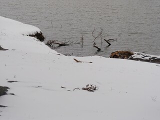 Cropped shot of twigs sticking out of the lake on a winter morning
