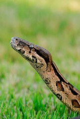 Boa constrictor snake over green grass with blurred background.
