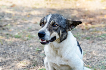 Close-up of the eye of a cute brown dog eye relaxing and looking for the owner or something. Soft focus and selective focus on dog's eye. Homeless and loneliness concept and copy space for text