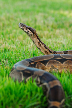 Boa constrictor snake over green grass with blurred background.