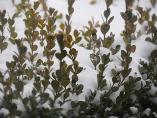 Close up, cropped shot of plants covered with snow