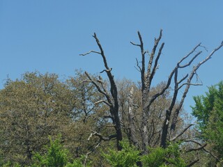 Leafless trees sticking out of thick trees