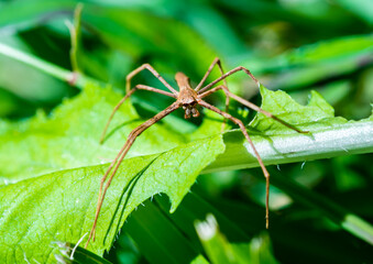 Rufous Net-casting spider in Australia