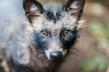 見つめるタヌキ
