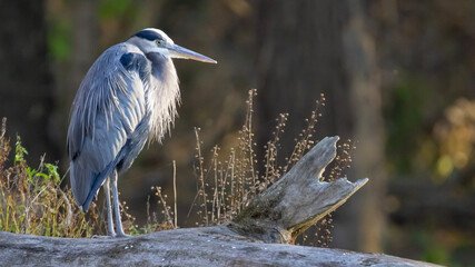 Great blue heron on log