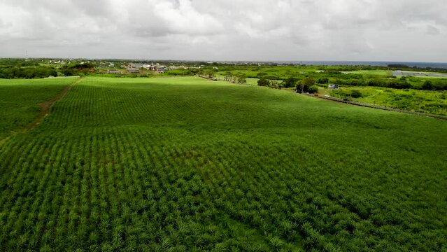 Aerial view on the sugar plantations in Mauritius 