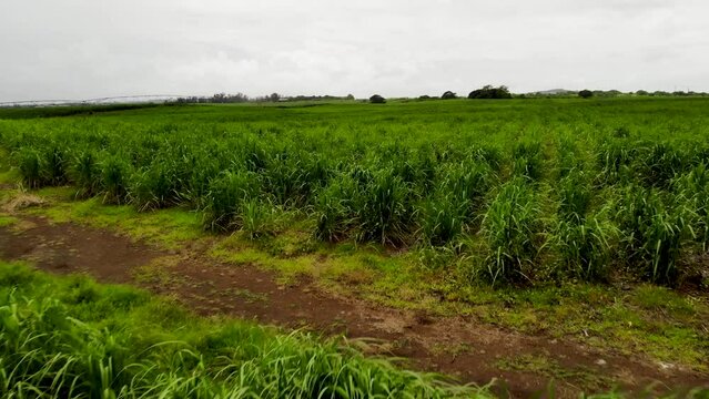 Aerial view on the sugar plantations in Mauritius 