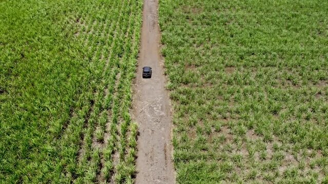 Aerial view on the car driving through sugar plantations in Mauritius 