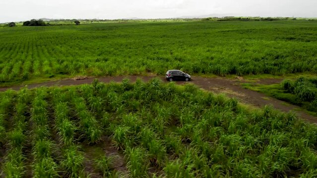 Aerial view on the car driving through sugar plantations in Mauritius 