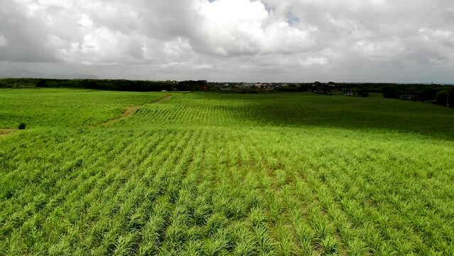 Aerial view on the sugar plantations in Mauritius 
