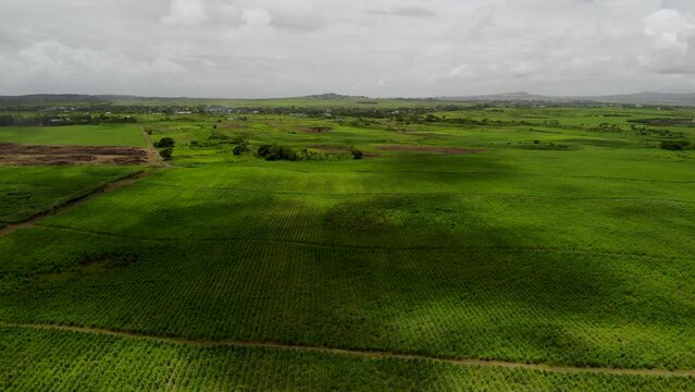 Aerial view on the sugar plantations in Mauritius 