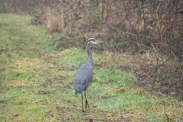 Obraz na płótnie Canvas one great blue heron taking a walk on the open field along the bushes in a foggy day