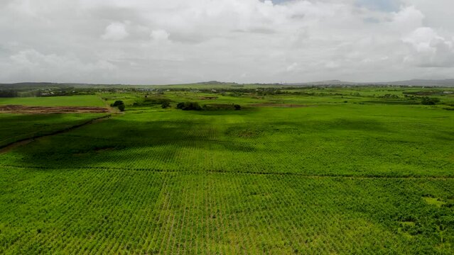 Aerial view on the sugar plantations in Mauritius 