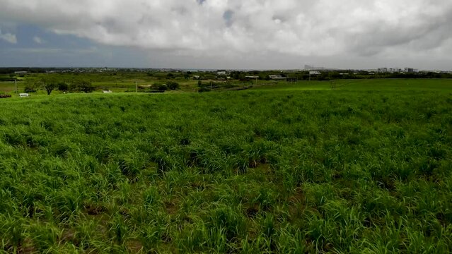 Aerial view on the sugar plantations in Mauritius 