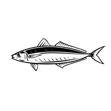 Mascot illustration of round scad fish or mackerel scad viewed from side on isolated background in black and white retro style.