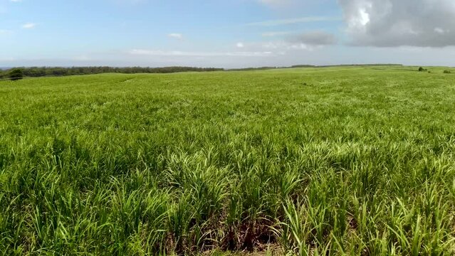 Aerial view on the sugar plantations in Mauritius 
