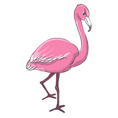 Hand drawn flamingo cartoon illustration Animal.