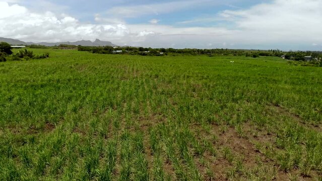 Aerial view on the sugar plantations in Mauritius 