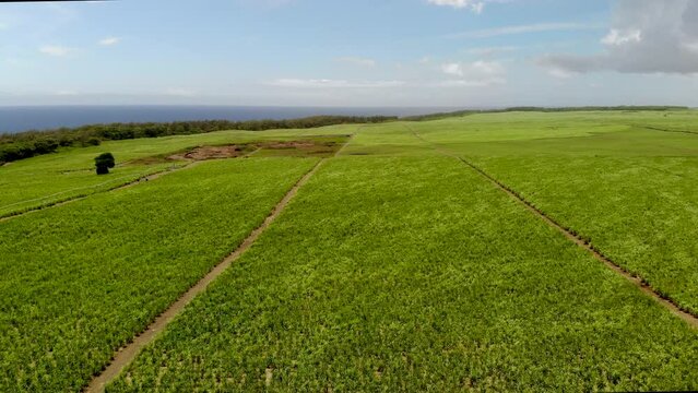 Aerial view on the sugar plantations in Mauritius 