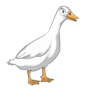 Hand drawn duck cartoon illustration Animal.