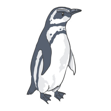 Hand drawn penguin cartoon illustration Animal.