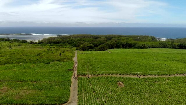 Aerial view on the sugar plantations in Mauritius 