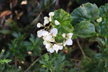 White little flowers