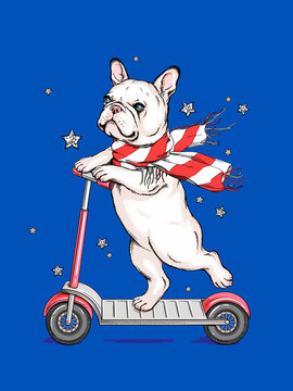 Cute French Bulldog on a scooter.  Image for printing on any surface
