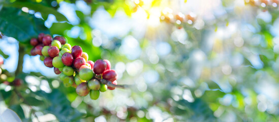 Banner coffee bean berry plant fresh seed. panoramic Ripe Red coffee tree growth green eco organic farm. Banner red ripe seed robusta arabica berries harvest coffee garden. Coffee bean tree copy space