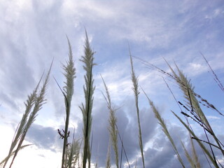 Obraz premium reed in the wind
