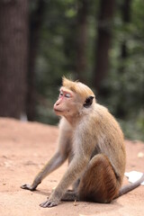 portrait of a macaque