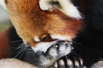 the  red panda  in wildlife