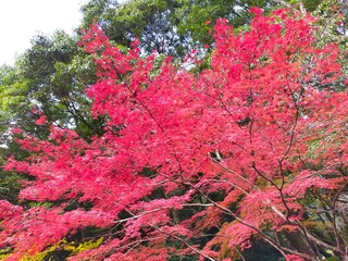 紅葉　Autumn leaves