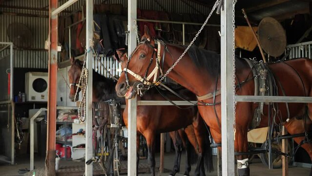 Strapped up horses in stable ready to run