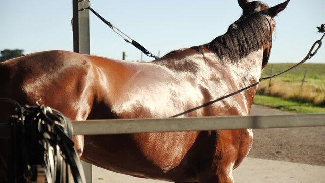 Horse's coat shimmering in golden sunlight