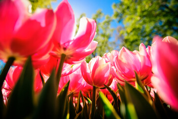 Pink tulips in sunny spring day