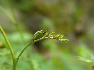 Ants on blade of grass over green background, side view