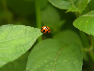 Asian ladybug (harlequin ladybird) sitting on green plant leaf. Ladybug on red flower heads. Beauty of nature concept. Photo of asian ladybird, sitting on a green leaf in foliage. Human wandering lady