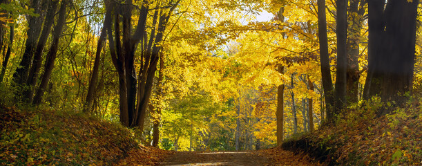 Scenic fall panorama in Michigan, with golden leaves and an empty road