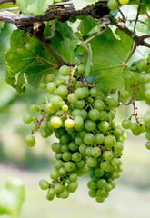 Grapes for wine , groing on the vine at a Michigan winery