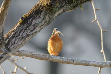 正面のカワセミ