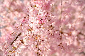 満開の桜の花のクローズアップ、庭の美しいシダレザクラ、しだれ桜